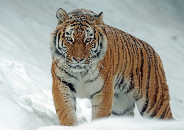 Amurtiger Tiger Big Cat Siberian Predato